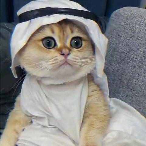 虫头再来的个人主页