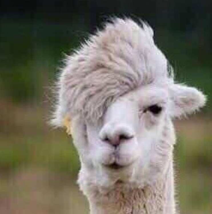 羊驼中的德赫亚