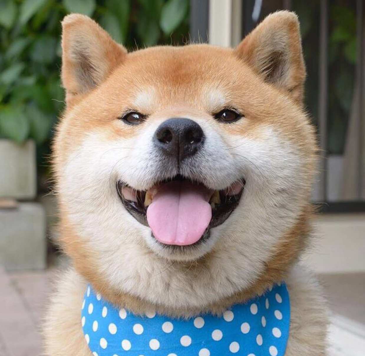 狗头嗨球的个人主页