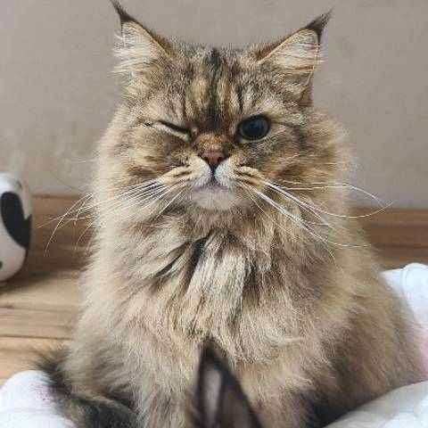 二手猫咪的个人主页